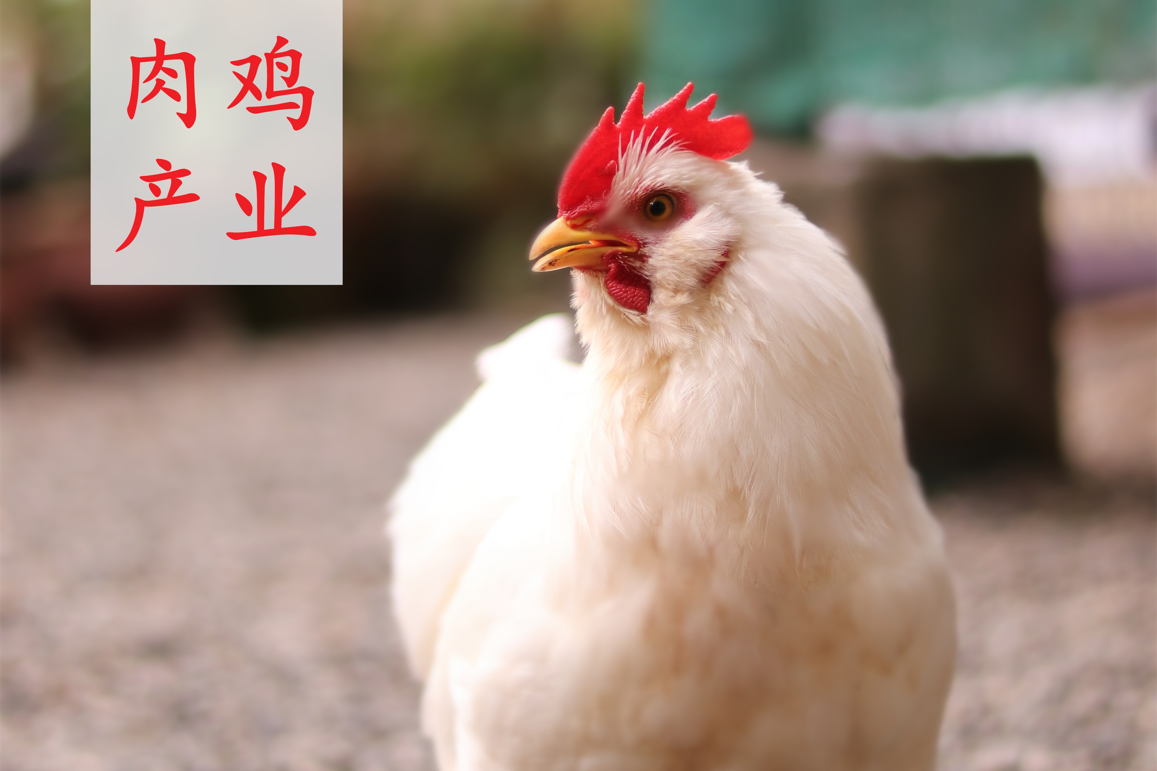 中國肉雞產(chǎn)業(yè)研究及投資分析報(bào)告 2024/2025年度